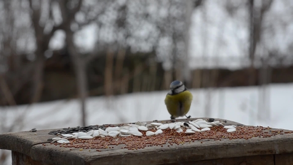 Blue Tit and Great Tit on the Bird Feeder with Seeds