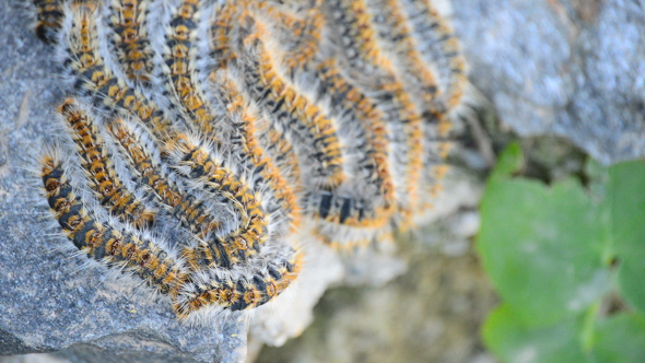 Caterpillars Processionary of Pines alt