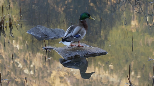 Duck with Reflection in Water