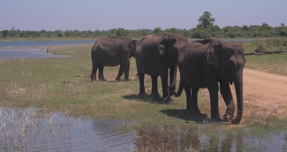 Elephants Splashing Mud in the National Park of Sri Lanka