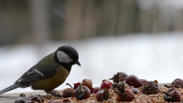 Titmouse in the Feeder with Berries and Grain