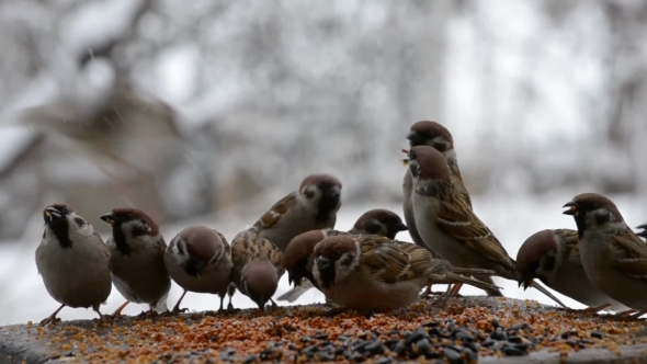 Funny Sparrows in the Feeder with Millet