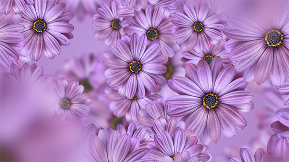 Purple Daisy Flowers Background 4K