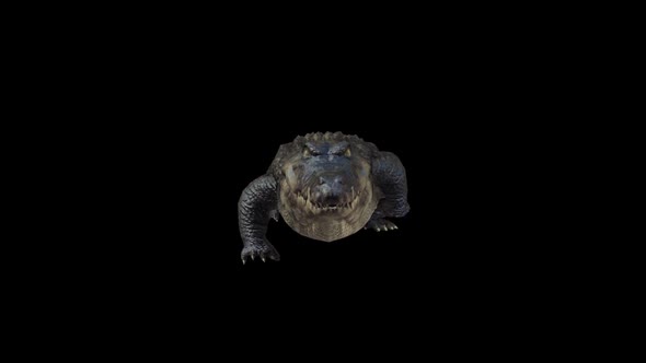 Alligator Walk Front View alt