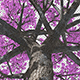 Blossoming Pink Tree - VideoHive Item for Sale