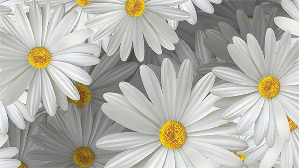White Daisy Flowers Background 4K