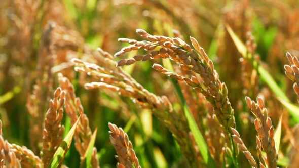 Cereal Field. Rice Plants Before the Harvest, Stock Footage | VideoHive