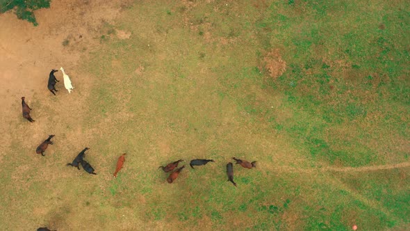 horse herd aerial view