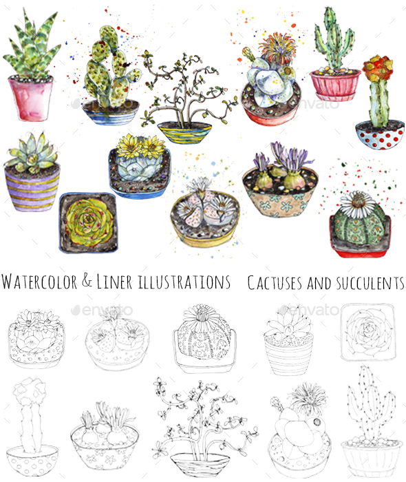 Cactuses Watercolor and Pen Illustrations - Miscellaneous Illustrations
