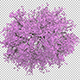 Top Down Cherry Tree - VideoHive Item for Sale