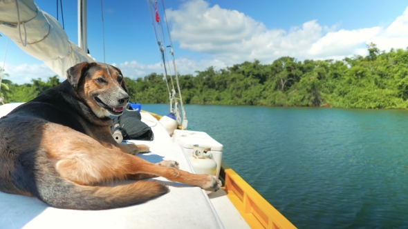Dog Chilling on the Yacht