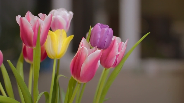 Beautiful Multicolored Tulips Bloom Indoor