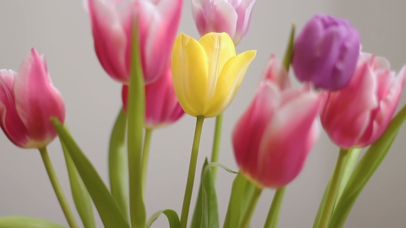 Beautiful Multicolored Tulips Bloom Isolated