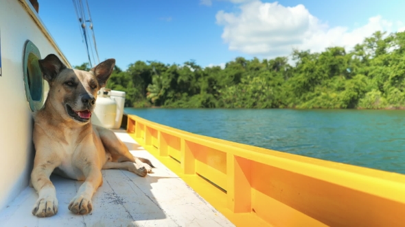 Dog Enjoying a Boat Ride