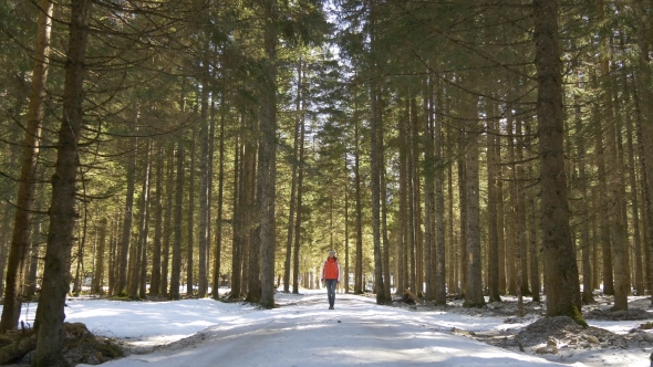 Woman Walking in Forest of Pine Trees