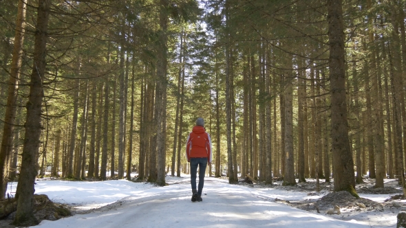 Woman Walks in Pine Forest