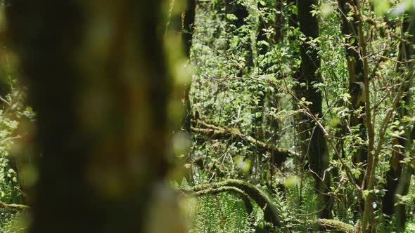 Moving Through a Dense Forest with Tall Trees and Green Foliage