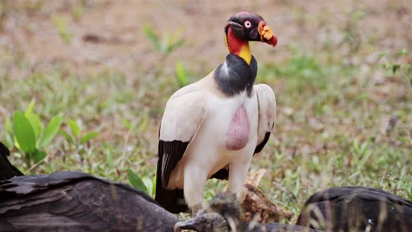 King Vulture (sarcoramphus papa) and Black Vulture (coragyps atratus) feeding on a Carcass, Eating F alt