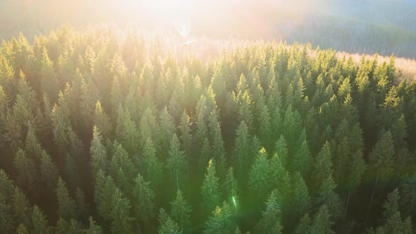 Beautiful Scenery with Light Rays Shining Through Foggy Dark Woods with Evergreen Trees in Autumn alt