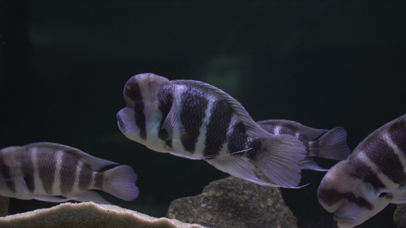 Flock of Cichlids in the Aquarium