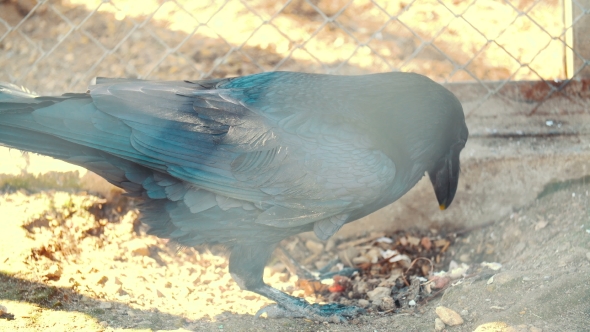 Black Raven Eats an Egg