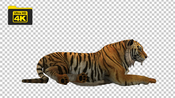 Tiger Sitting alt