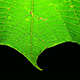 A Green Leaf Waving Slowly - VideoHive Item for Sale