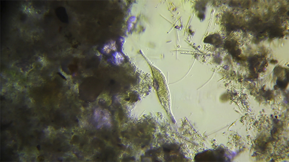 Microscopy: Uroleptus Piscis (Parauroleptus) 02