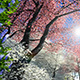 Blossoming Sakura - VideoHive Item for Sale