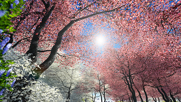 Blossoming Sakura, Motion Graphics | VideoHive