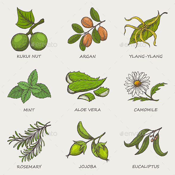 Set of Herbs and Plants - Flowers & Plants Nature