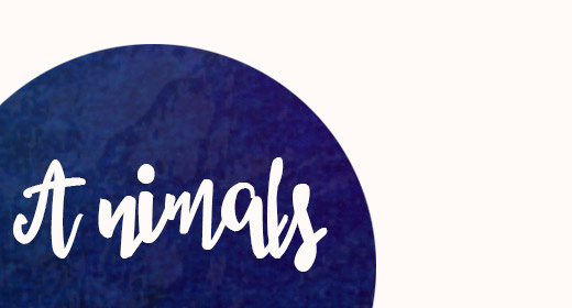 Animals