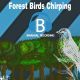 Forest Birds Chirping Ambient 