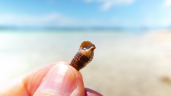 Small Crab Hiding in the Shell alt