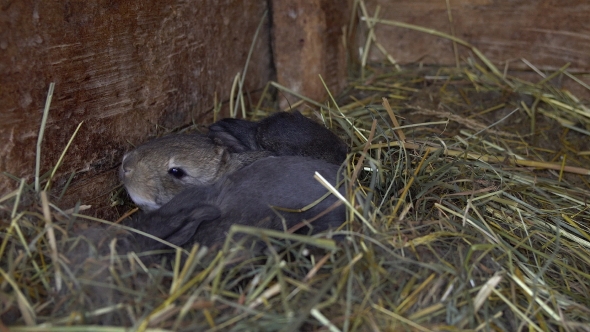 Newborn Rabbits in the Nest.