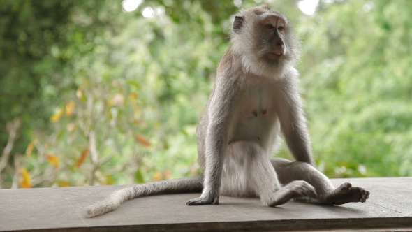 Monkey Sitting on a Rock and Goes Out of Frame. Monkey Forest in Ubud. Bali Island, Indonesia.
