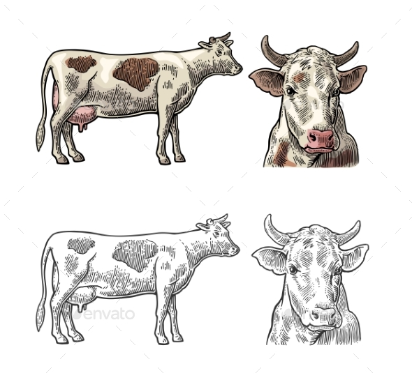 Cow Side and Front View Hand Drawn in a Graphic - Animals Characters