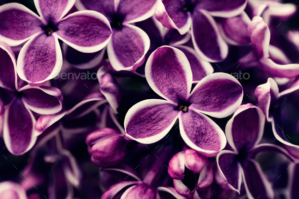 Lilac - Stock Photo - Images