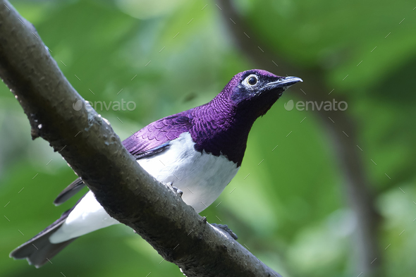 Violet-backed starling (Cinnyricinclus leucogaster) - Stock Photo - Images