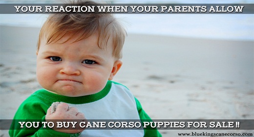 Cane Corso Mastiff Puppies For Sale