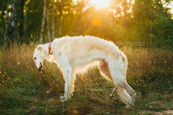 white borzoi