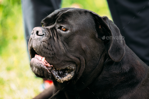 Big dog hotsell cane corso