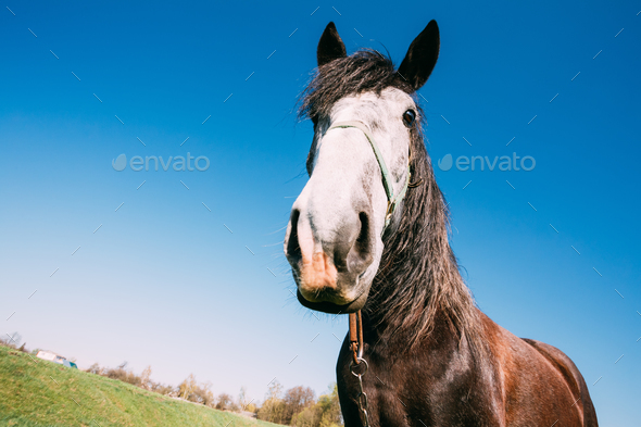 Close Up Of Funny Portrait On Wide Angle Lens Of Horse On Blue S - Stock Photo - Images