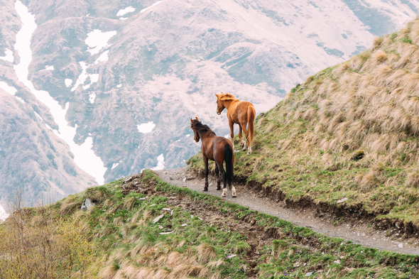 Two Horses Grazing On Green Mountain Slope In Spring In Mountain