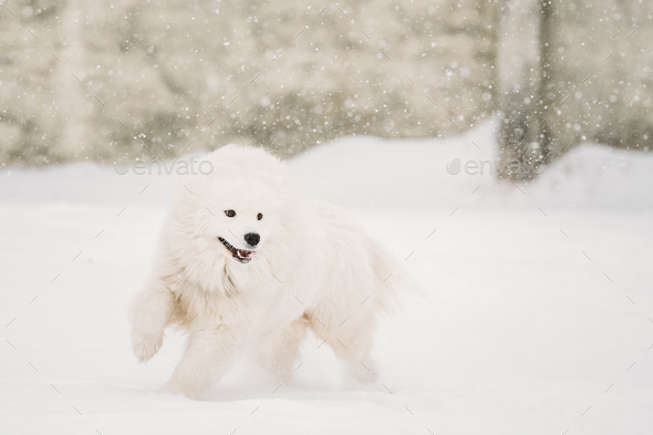 Young White Samoyed Dog (Bjelkier, Smiley, Sammy) Playing Runnin