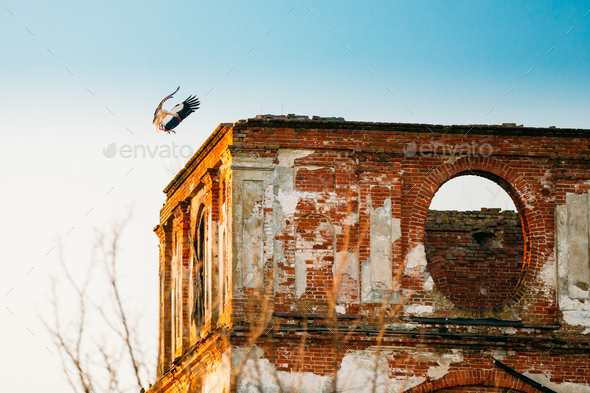 European White Stork Lands On Wall Of Old Ruined Orthodox Church - Stock Photo - Images