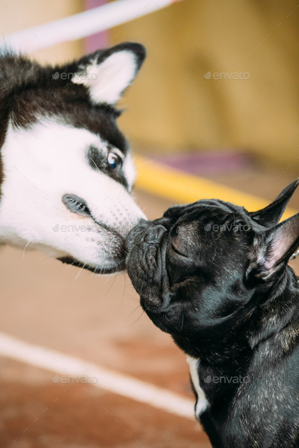 Funny Lovely Dogs - Alaskan Malamute And French Bulldog Dogs To Stock Photo  by Grigory_bruev