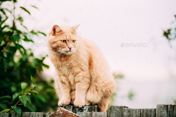 Fat Red Cat Sitting On Fence In Summer Day