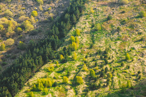 Forest Growing On A Hillside Mountain In Summer Season In Kazbeg