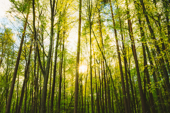 Sun Shining Through Trunks Of Tall Trees Woods In Forest In Euro - Stock Photo - Images